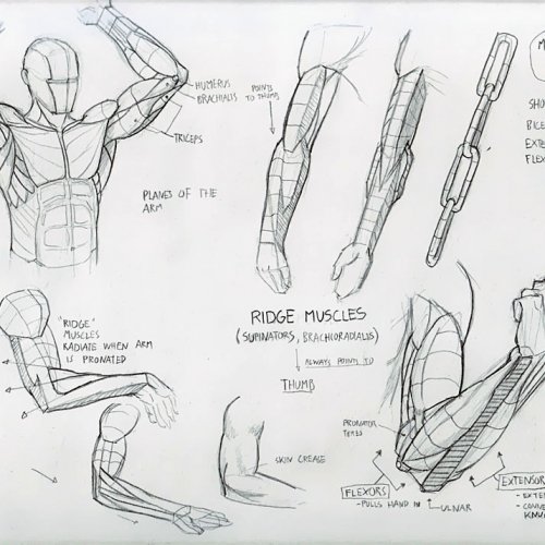 Anatomy Study 018