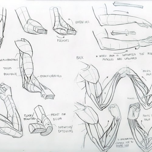 Anatomy Study 019