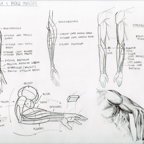 Anatomy Study 020
