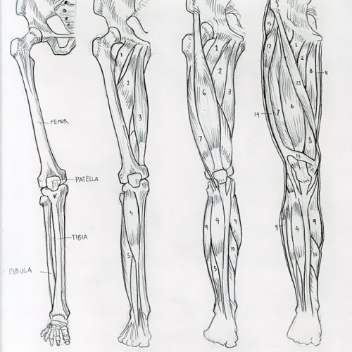 Anatomy Study 023