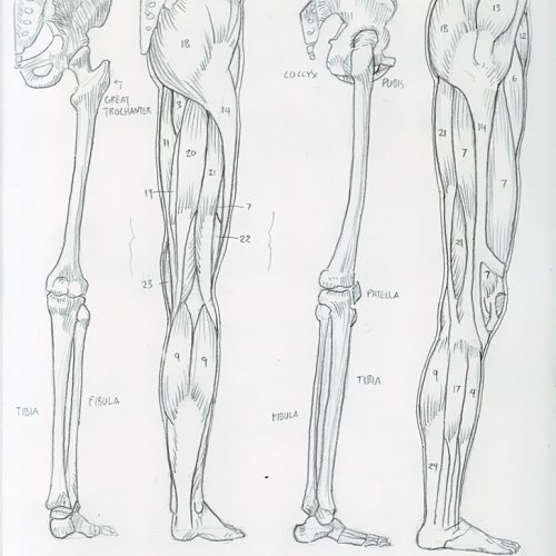 Anatomy Study 024