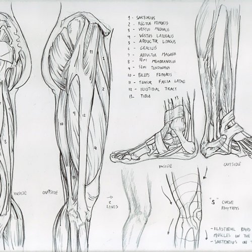 Anatomy Study 025