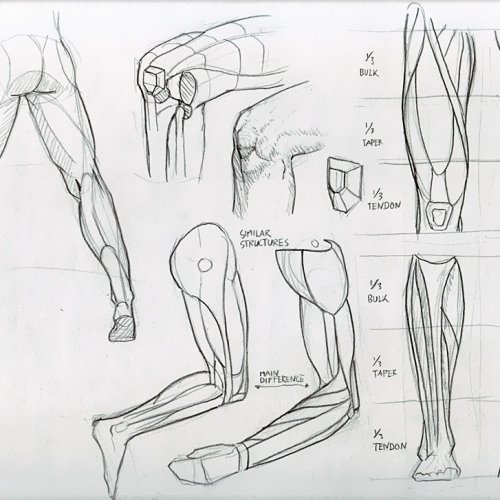 Anatomy Study 026