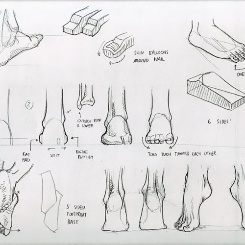 Anatomy Study 030
