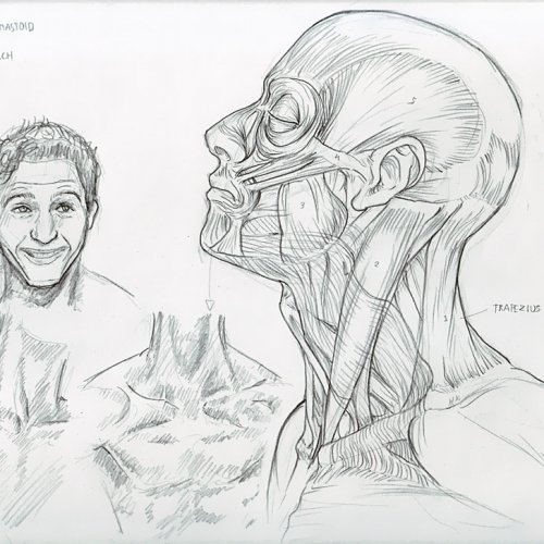 Anatomy Study 032