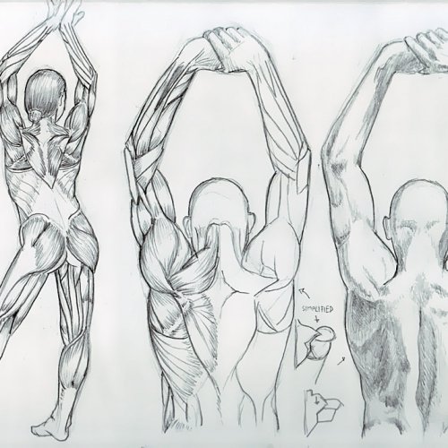 Anatomy Study 033