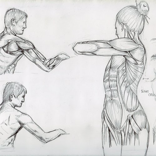 Anatomy Study 034